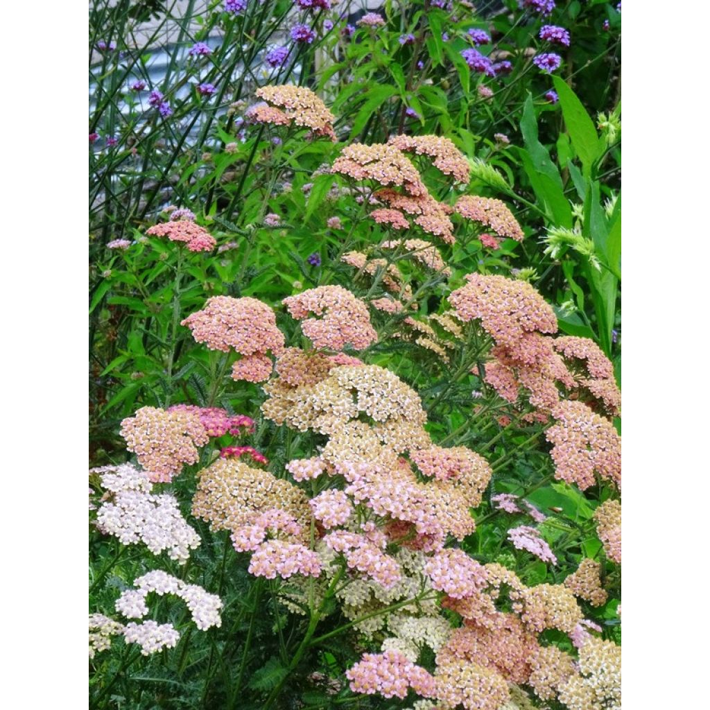 Achillea millefolium Summer Pastel