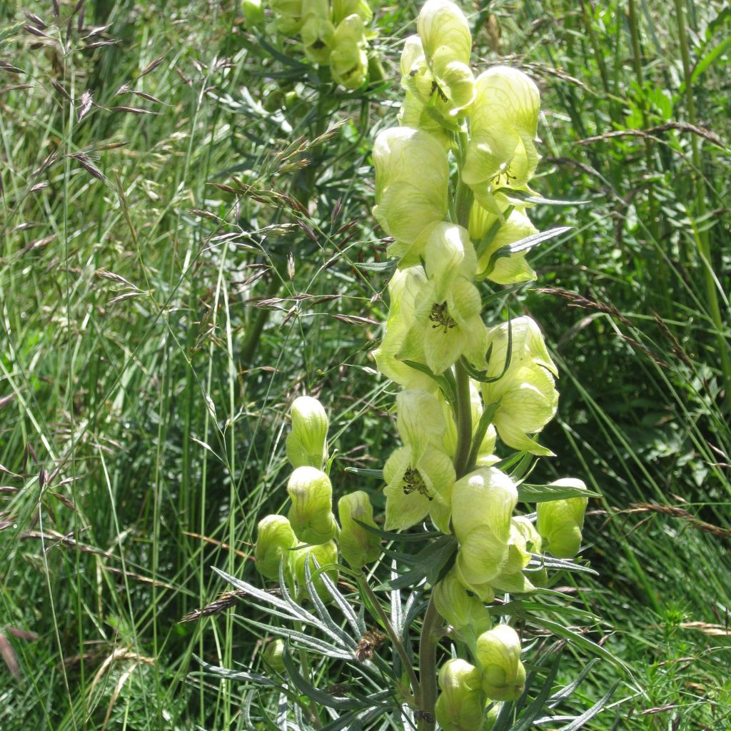 Aconitum anthora