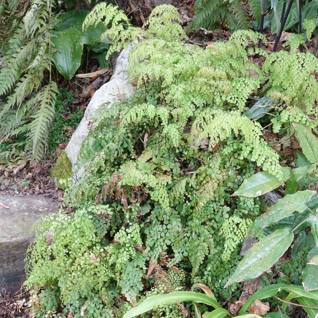 Adiantum venustum