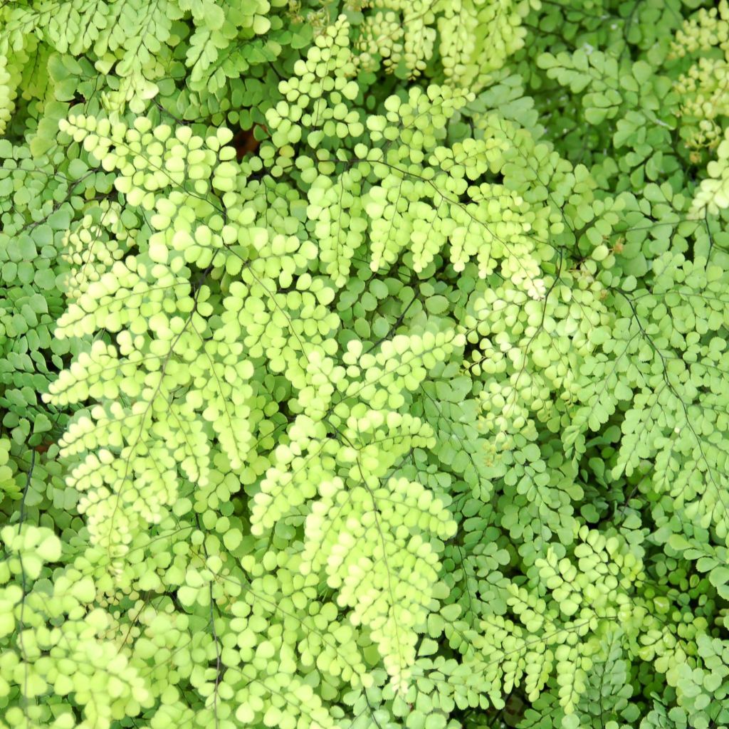 Adiantum venustum