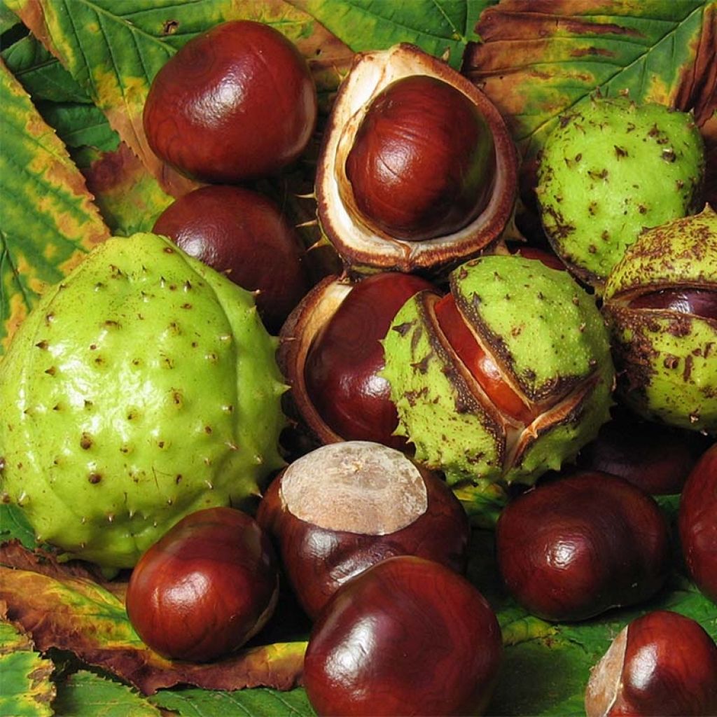 Aesculus hippocastanum