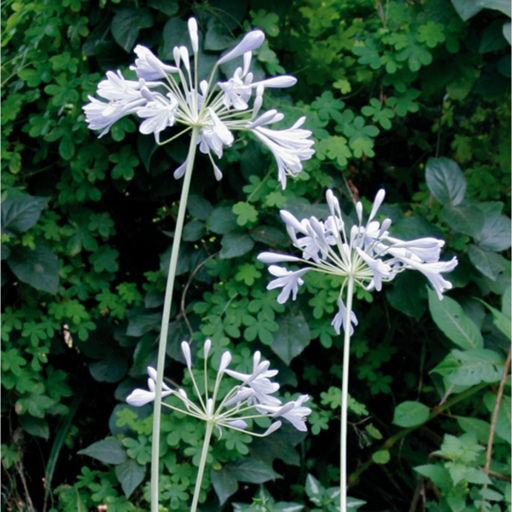 Agapanthus Tinkerbell