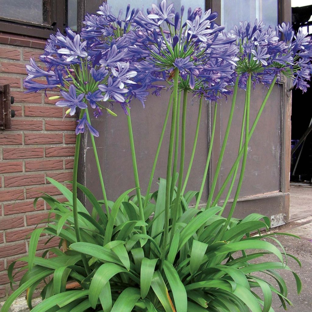 Agapanthus Blue Giant