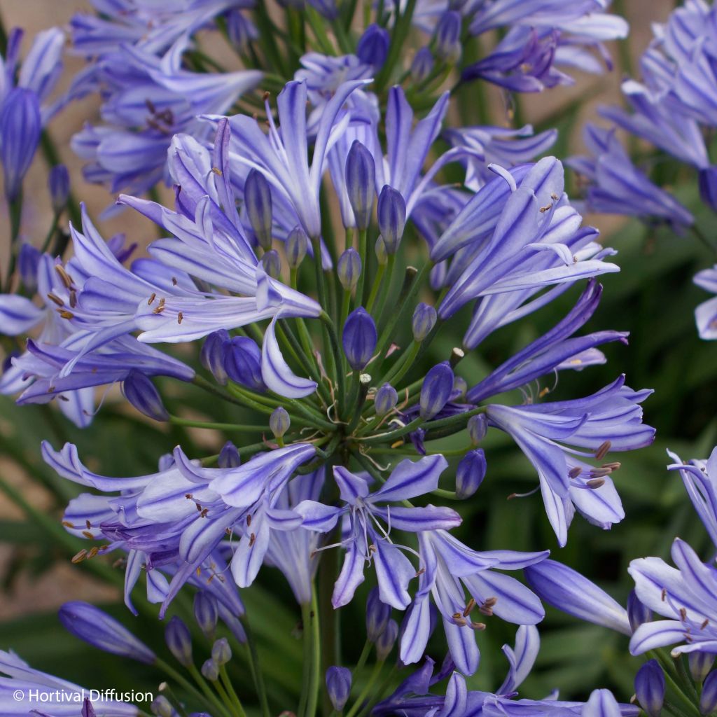 Agapanthus Charlotte