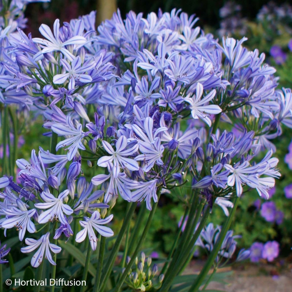 Agapanthus Charlotte