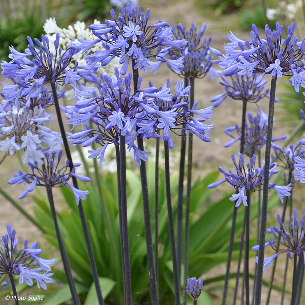 Agapanthus Graphite Blue