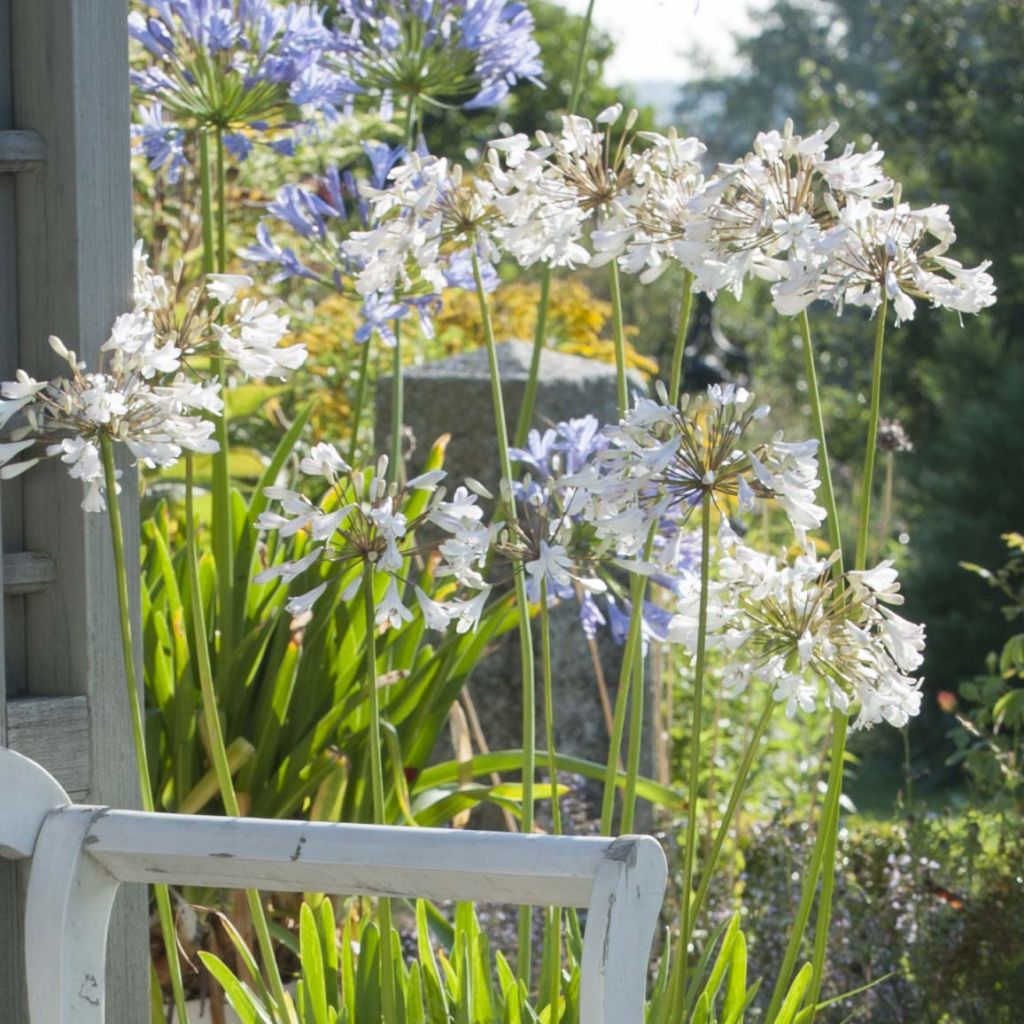 Agapanthus  africanus Polar Ice