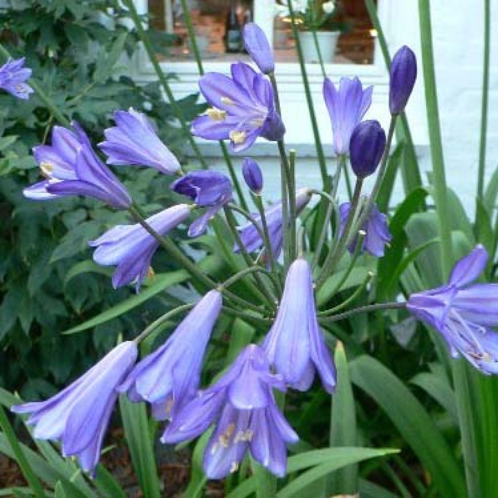 Agapanthe ou Agapanthus Purple Cloud