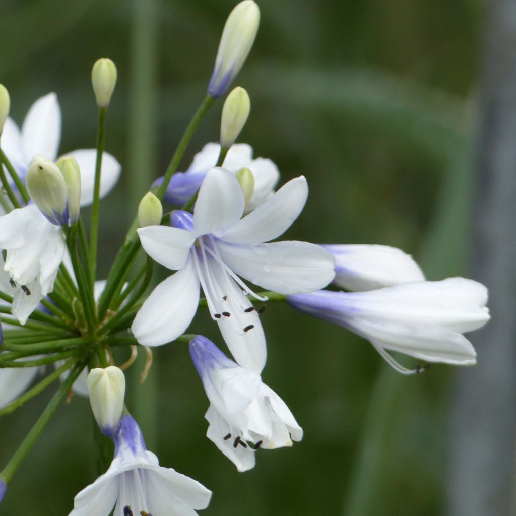 Agapanthus Twister