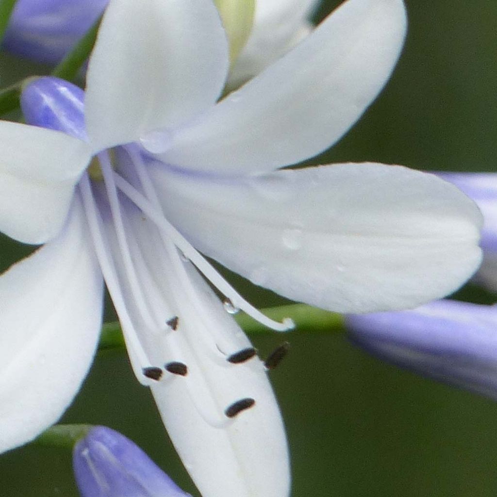 Agapanthus Twister