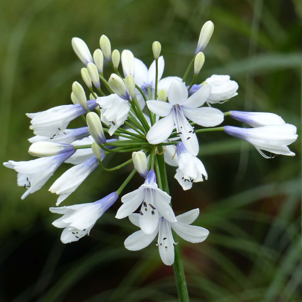 Agapanthus Twister