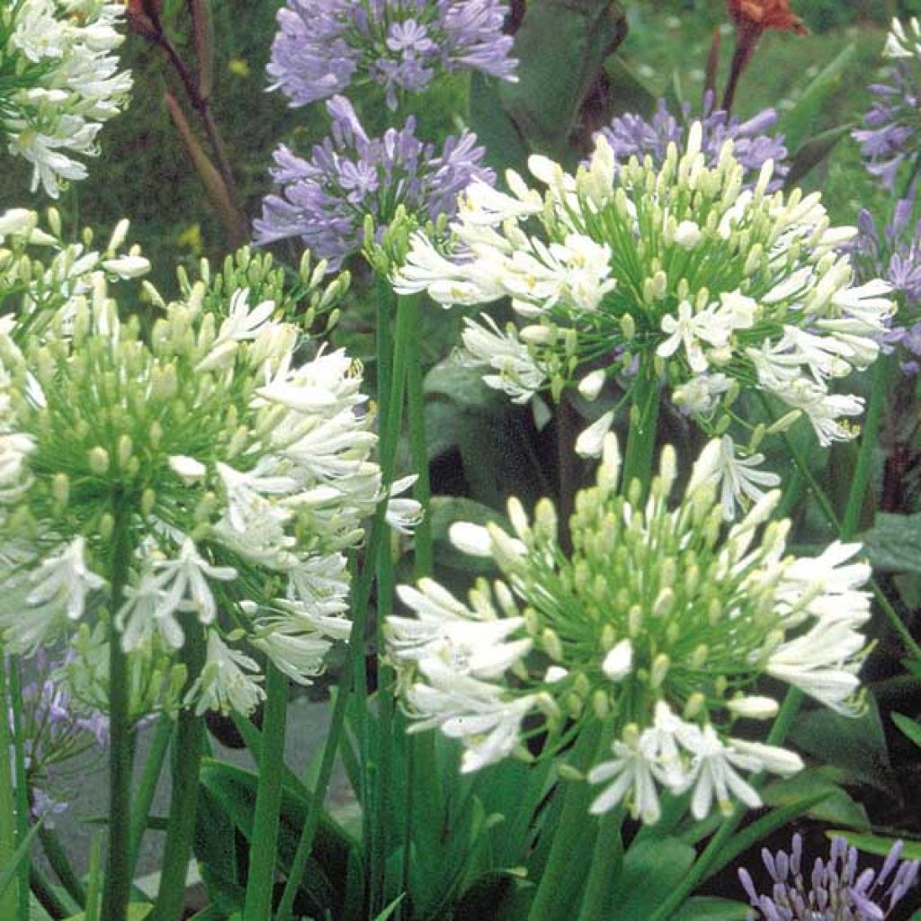 Agapanthus africanus Albus