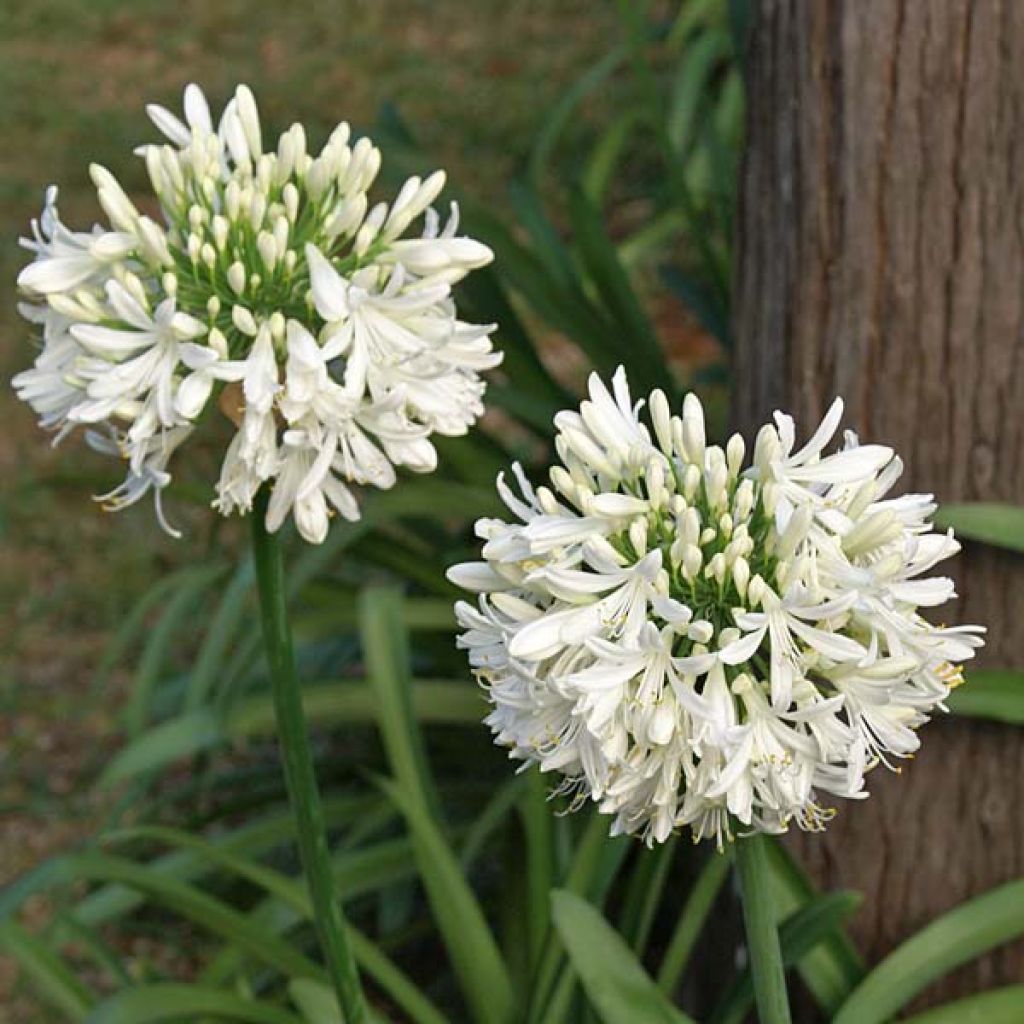 Agapanthus africanus Albus