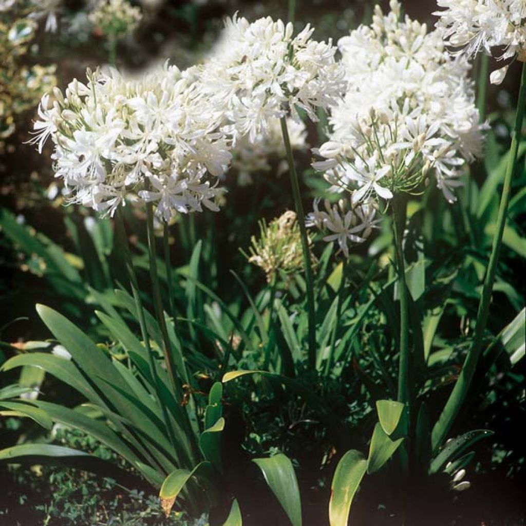 Agapanthe ou Agapanthus Windsor grey