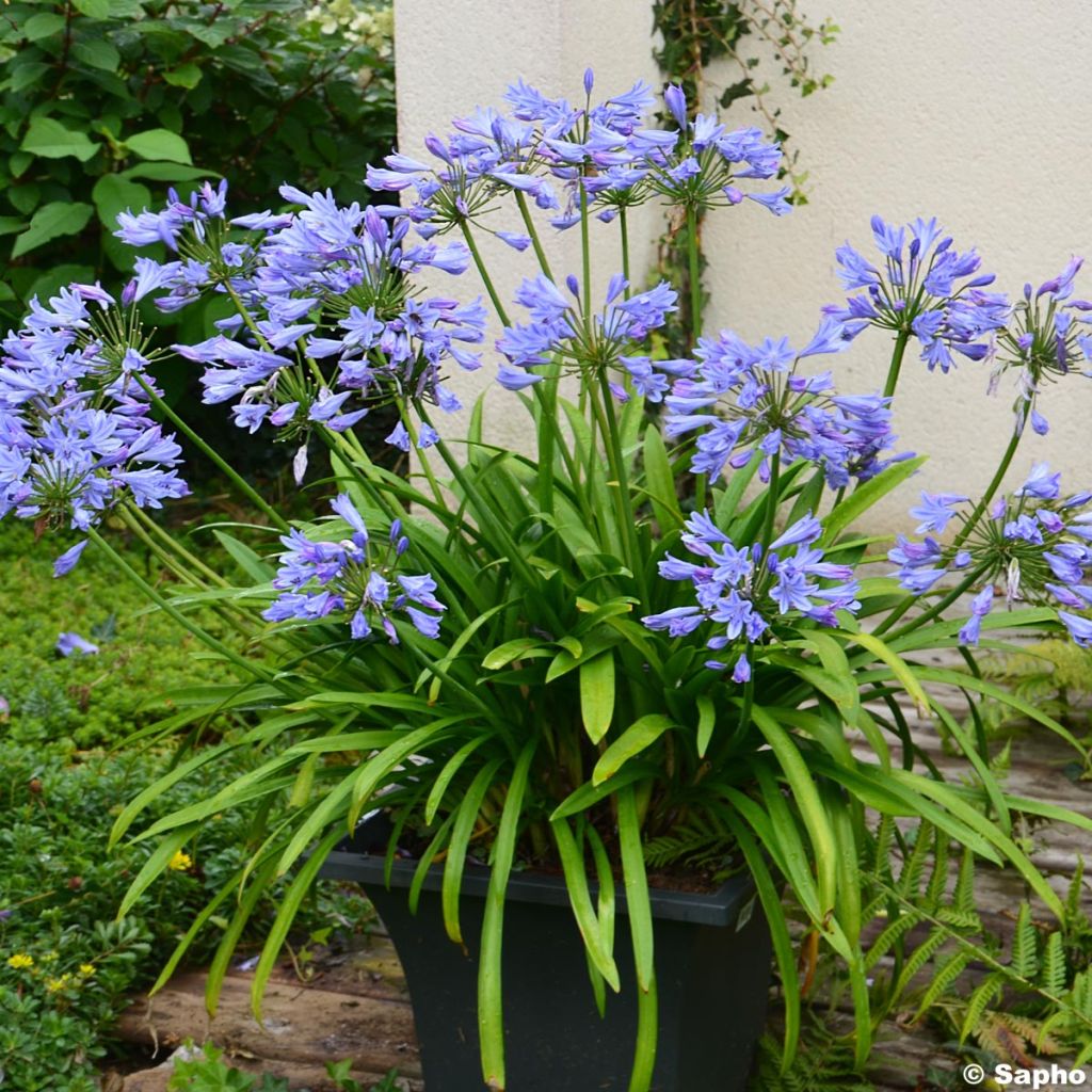 Agapanthe - Agapanthus Pitchoune Blue