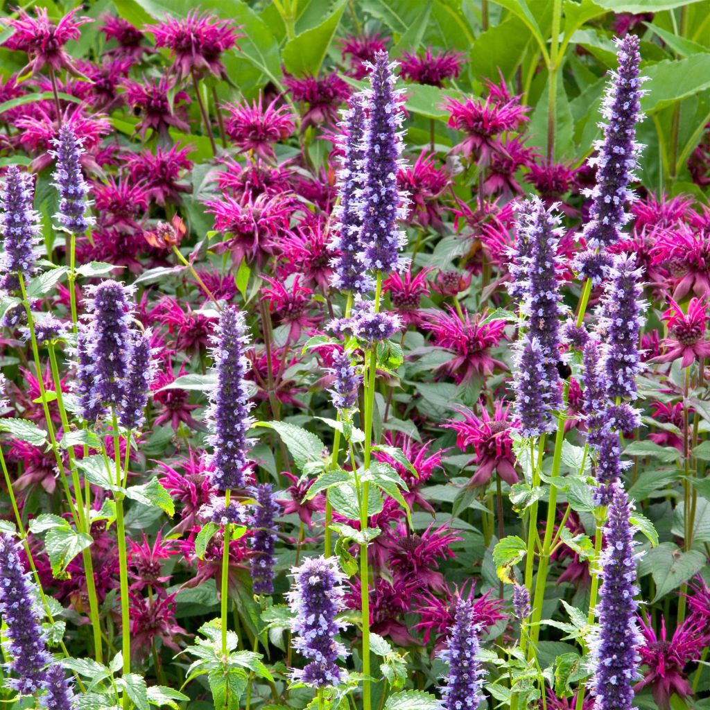 Agastache foeniculum Blackadder