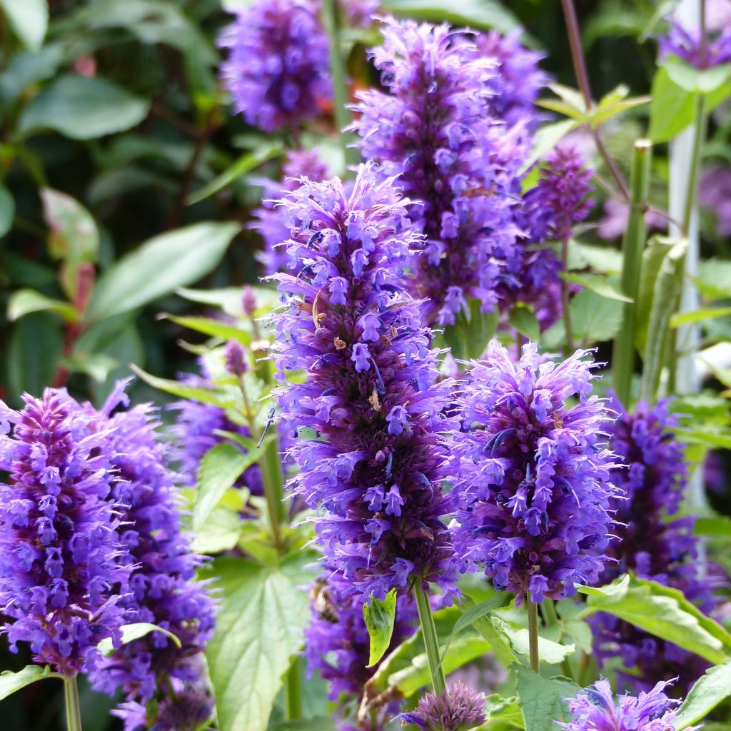 Agastache Blue Boa