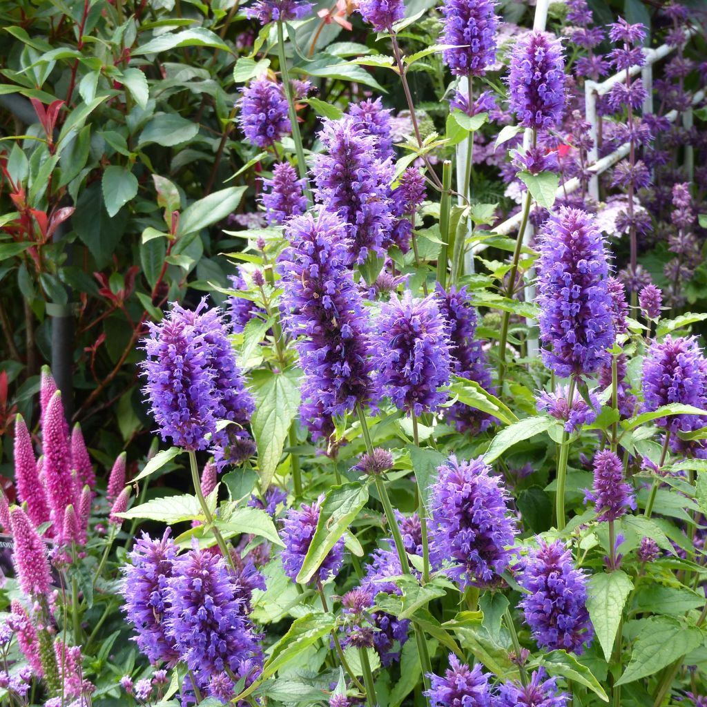 Agastache Blue Boa