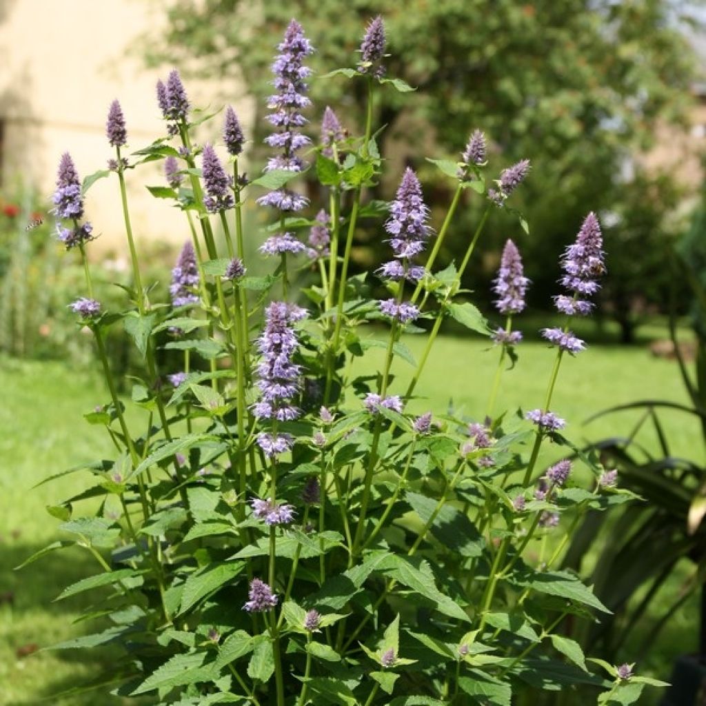 Agastache x rugosa Blue Fortune