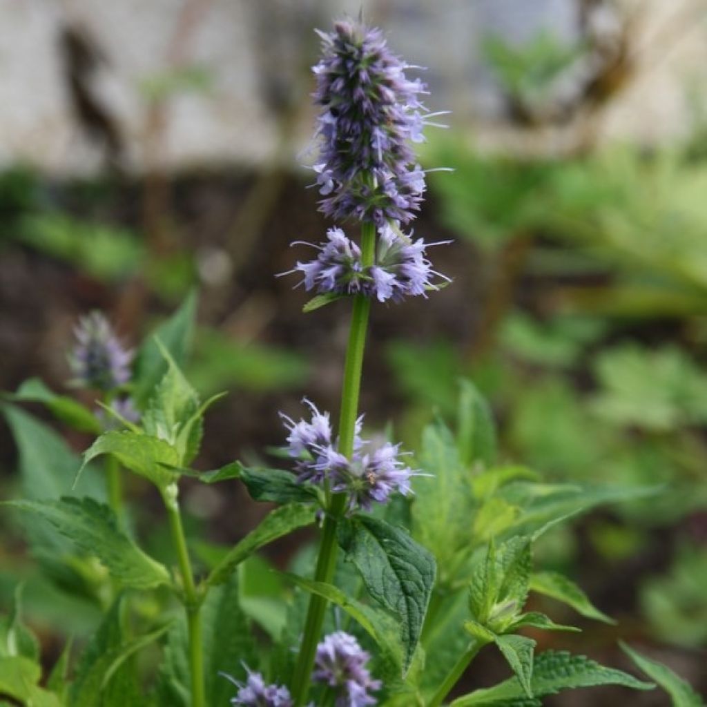 Agastache x rugosa Blue Fortune