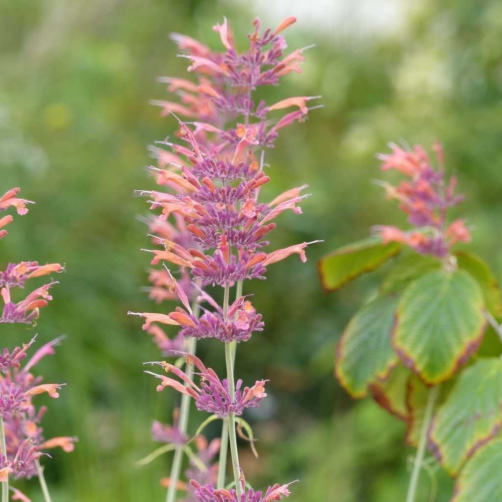 Agastache rupestris 