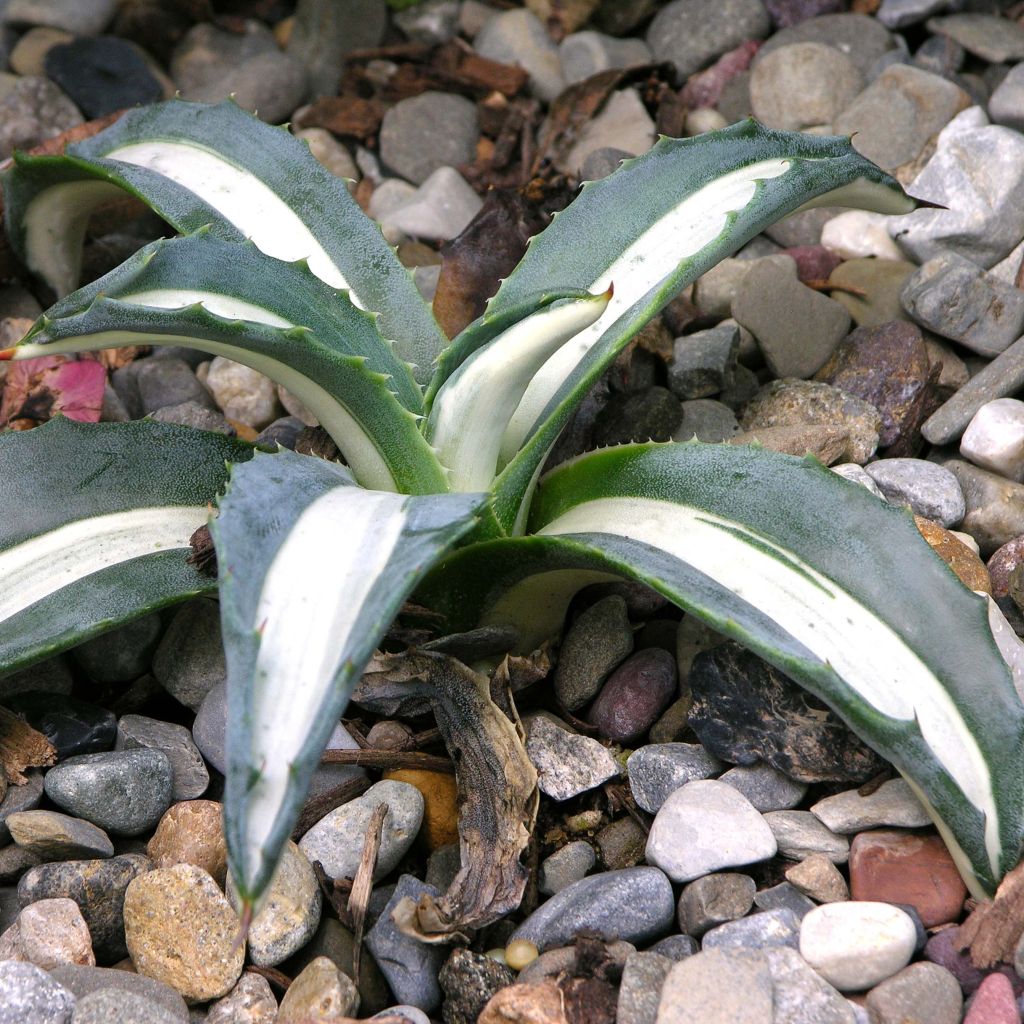 Agave Mediopicta Alba - American Agave