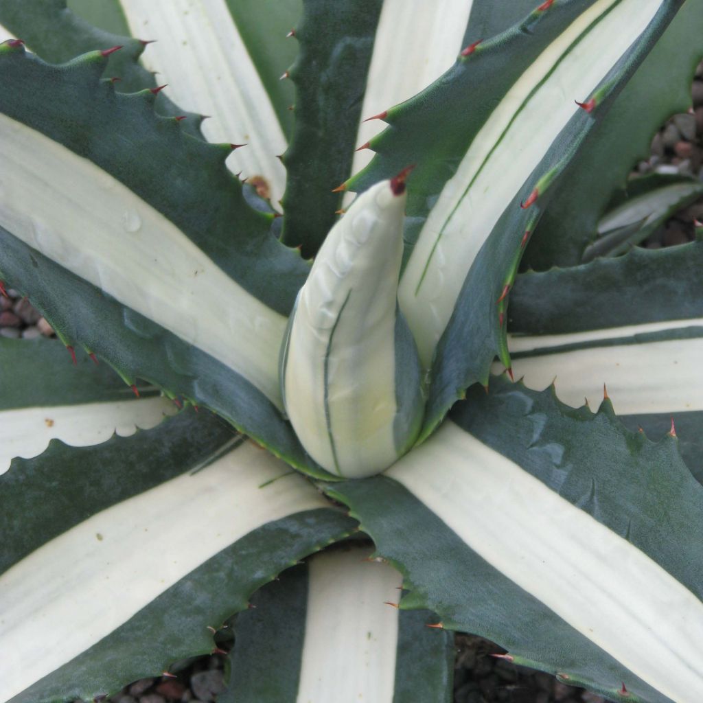 Agave Mediopicta Alba - American Agave