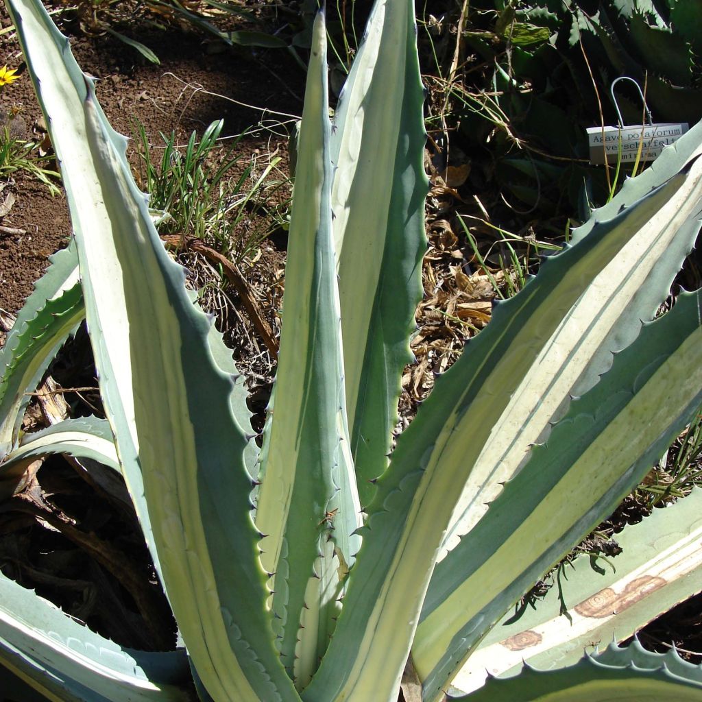 Agave Mediopicta Alba - American Agave