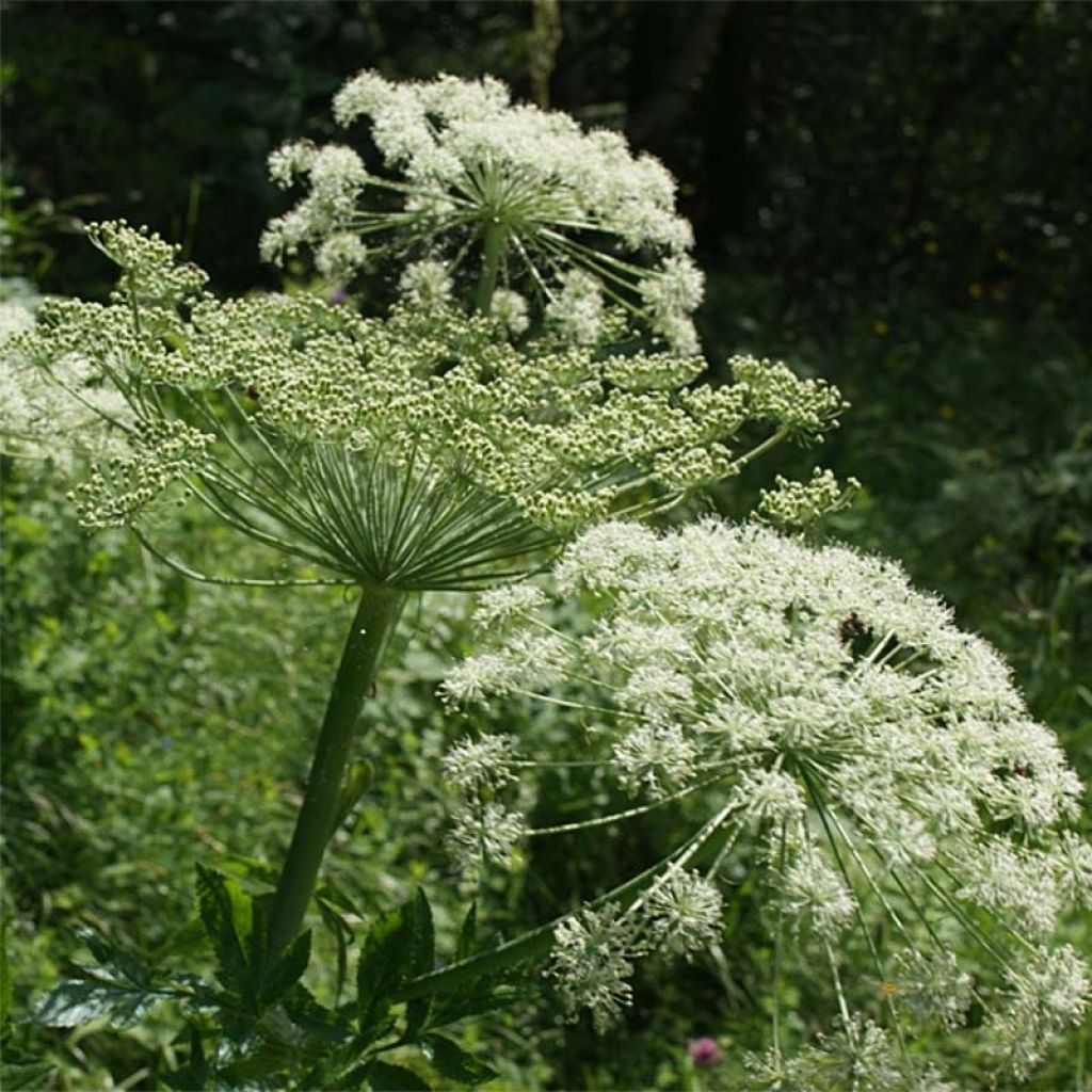 Peucedanum ostruthium 'Daphnis'