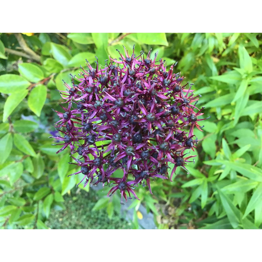 Allium atropurpureum