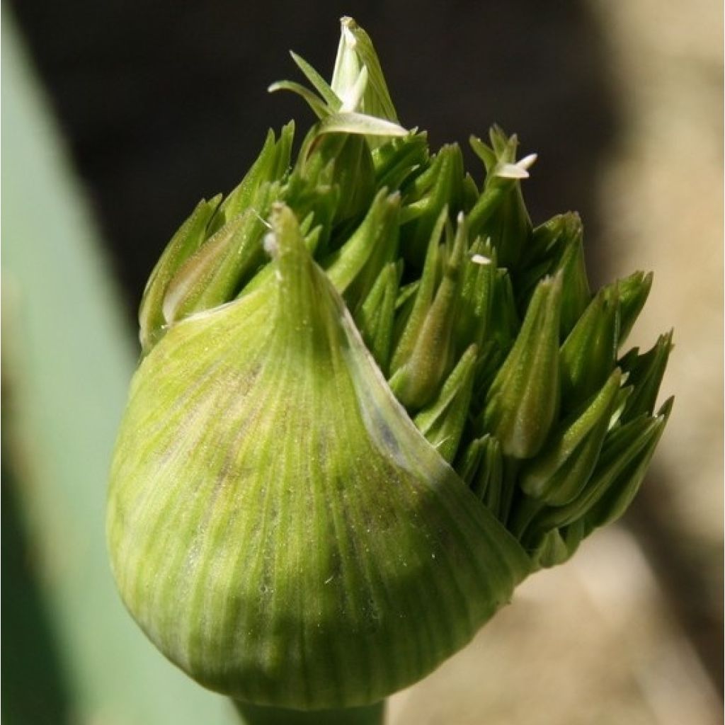 Allium cristophii