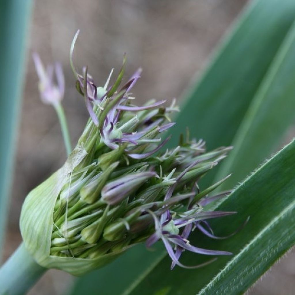 Allium cristophii