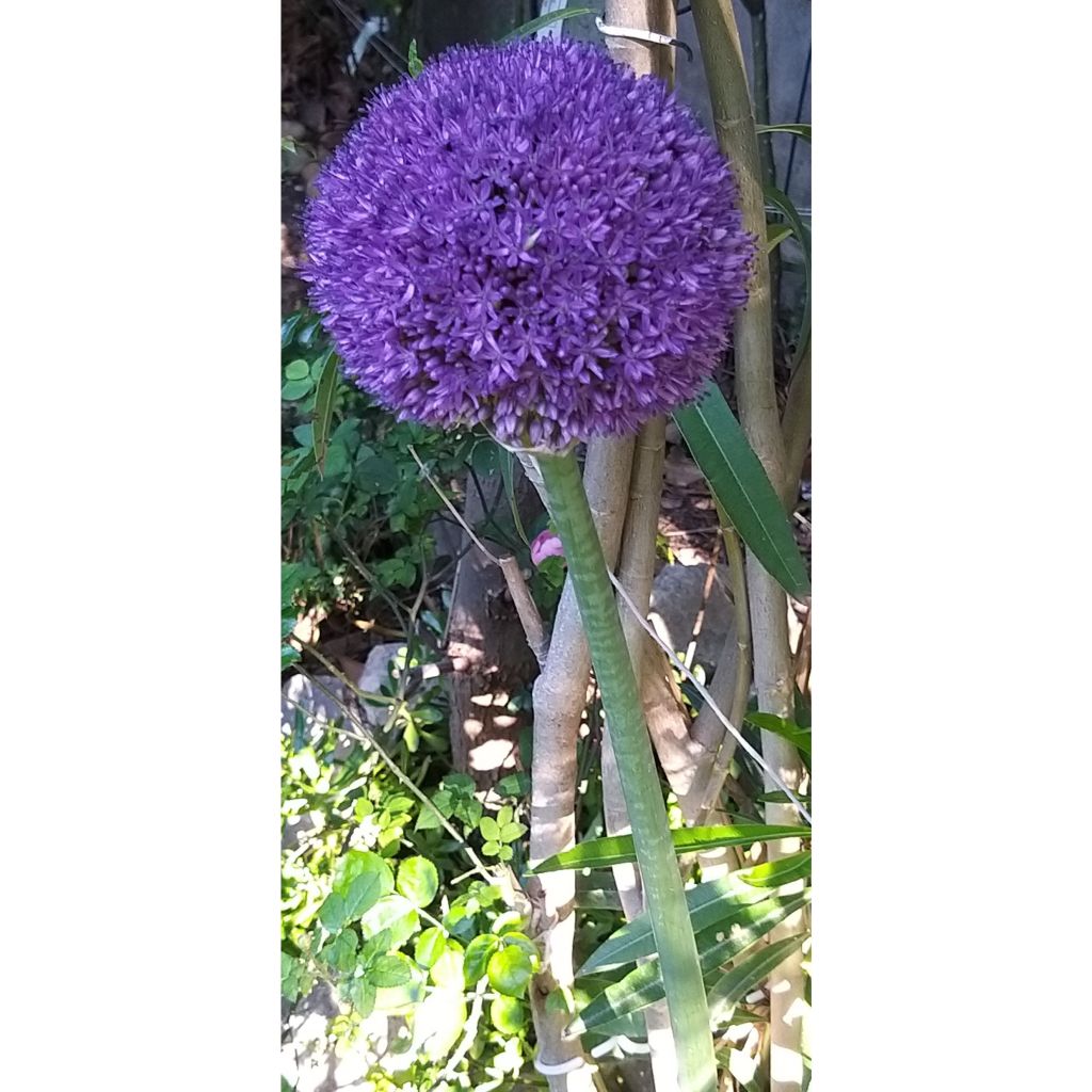 Allium giganteum