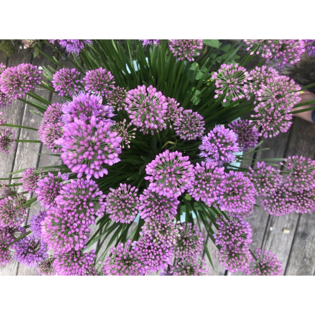 Allium Millenium