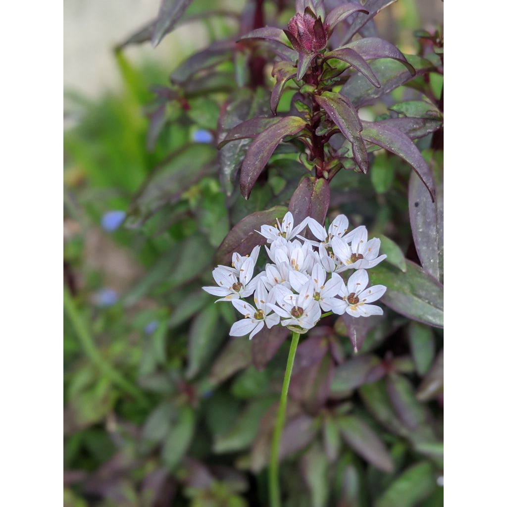 Allium neapolitanum