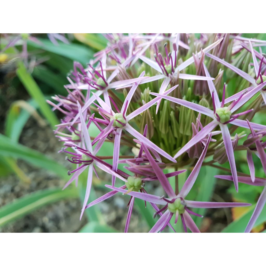 Allium cristophii