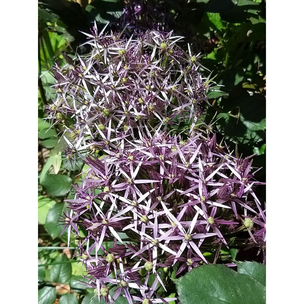 Allium cristophii