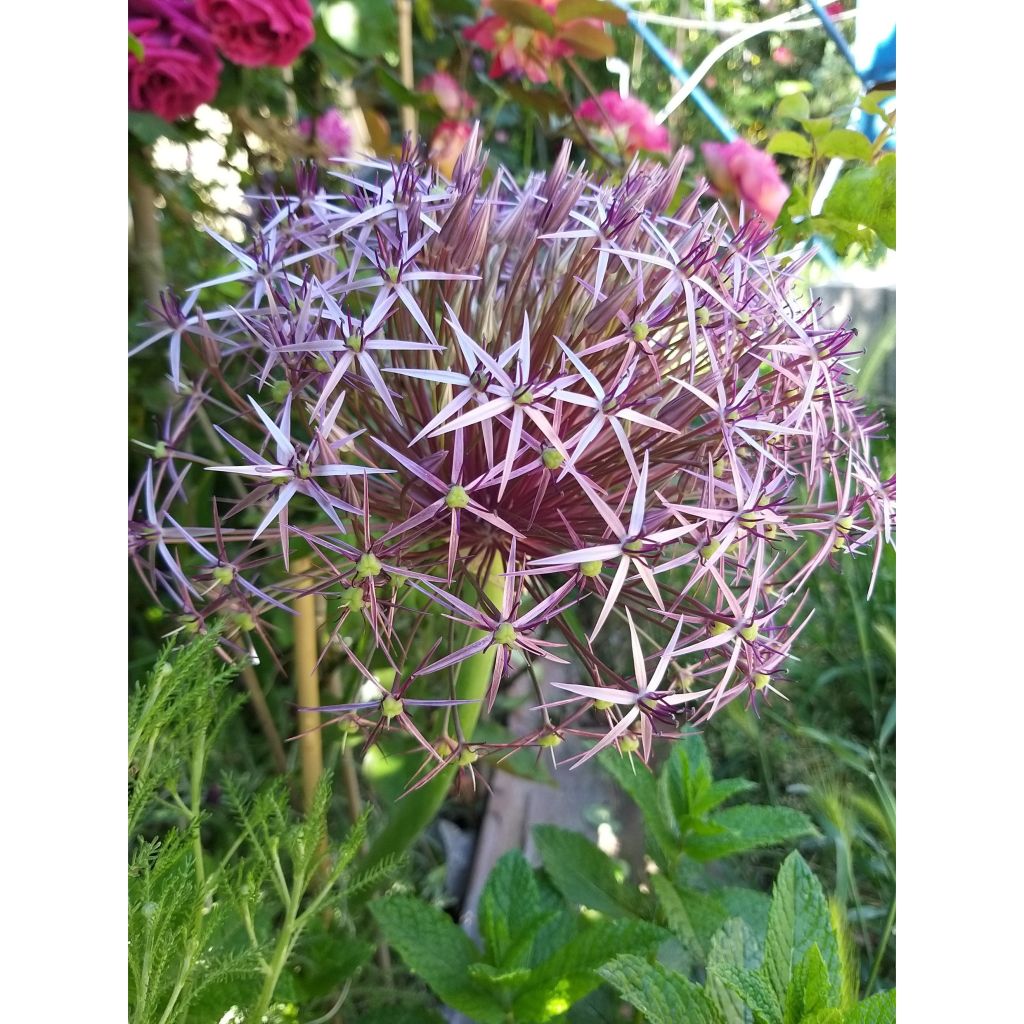 Allium cristophii