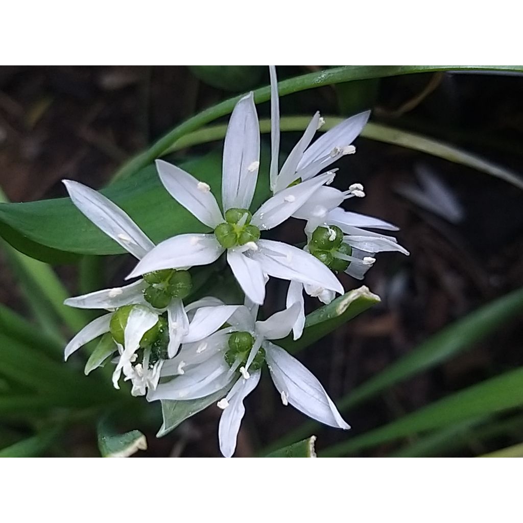 Bear's Garlic - Allium ursinum