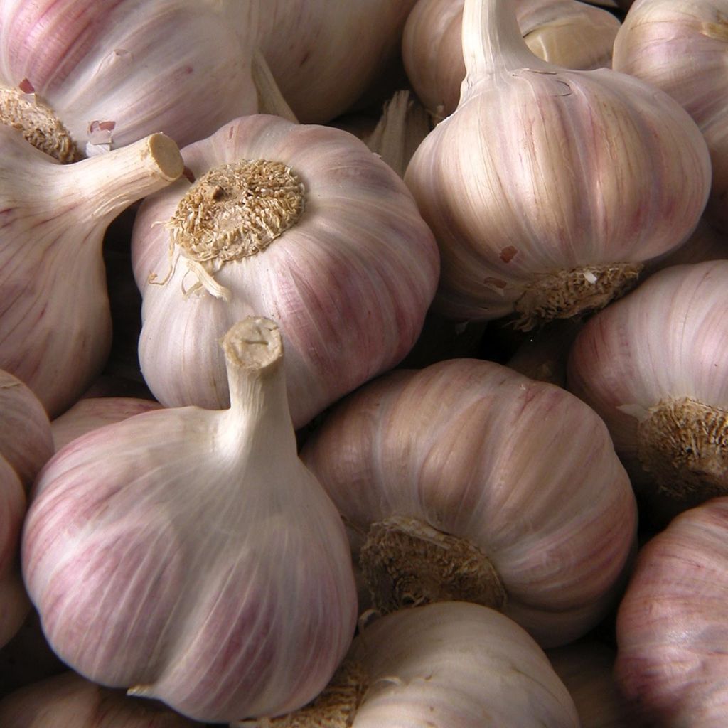 Rose du Tarn Garlic - Allium sativum