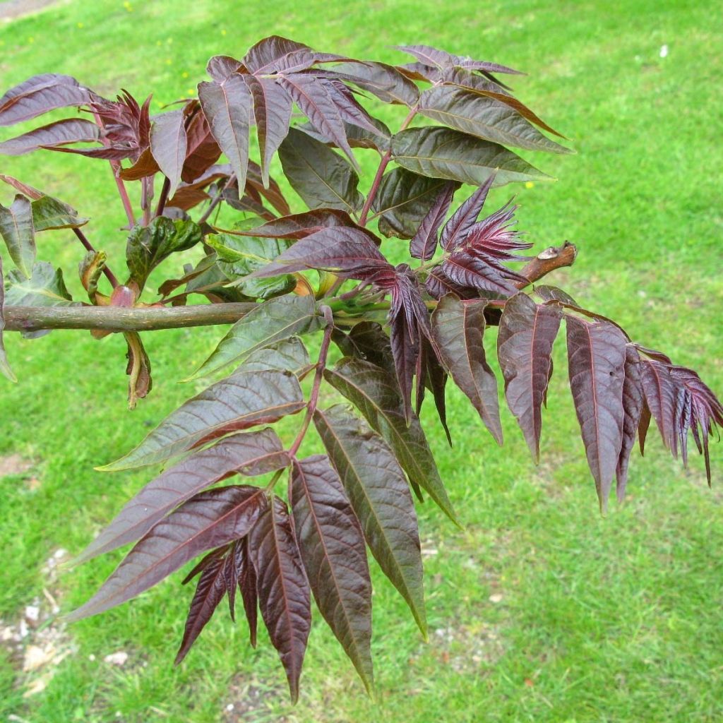 Ailanthus altissima Purple Dragon