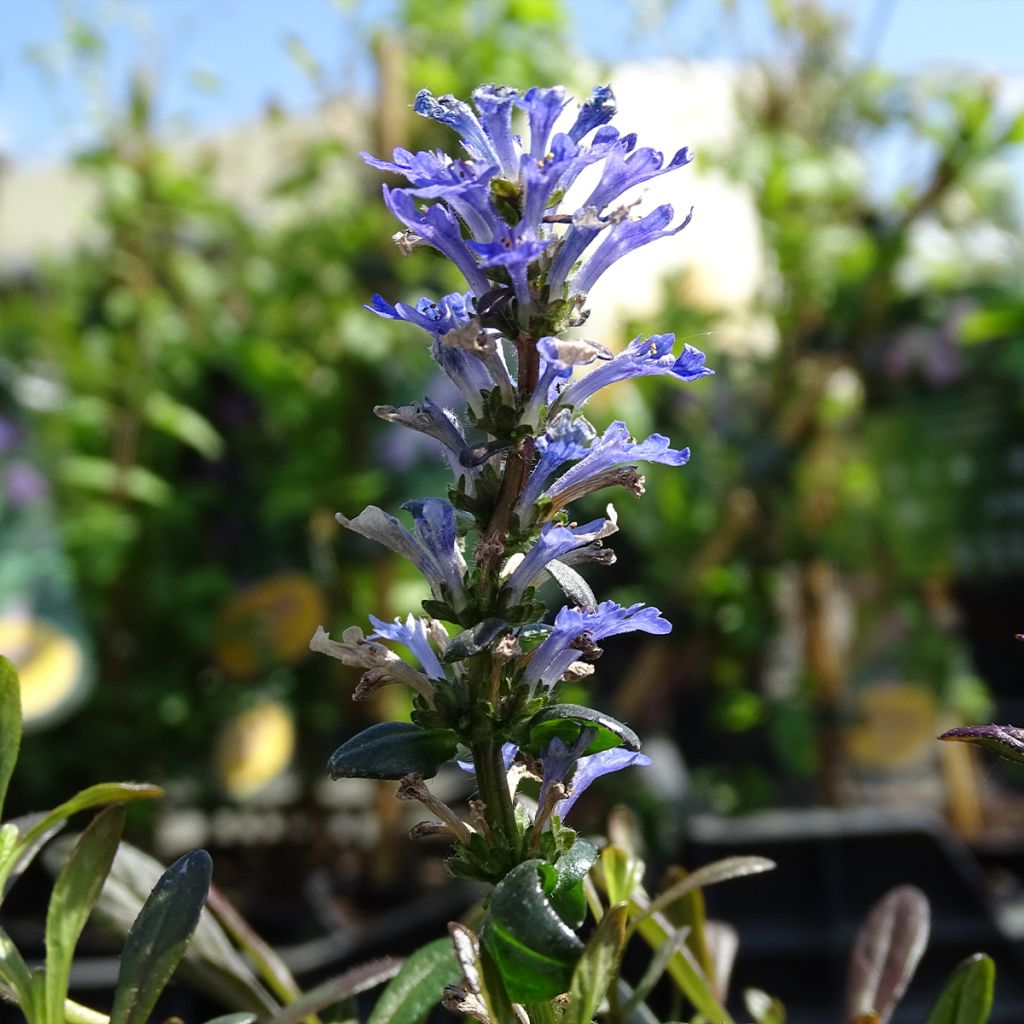 Ajuga Noble Nightingale - Bugle rampante