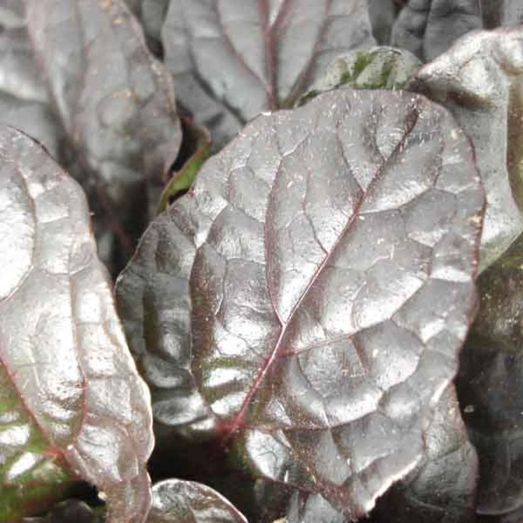 Ajuga reptans Atropurpurea