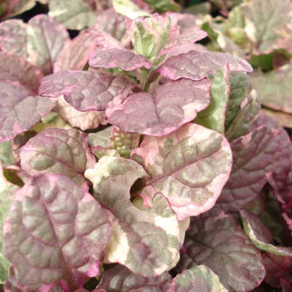 Bugle rampante - Ajuga reptans Burgundy Glow