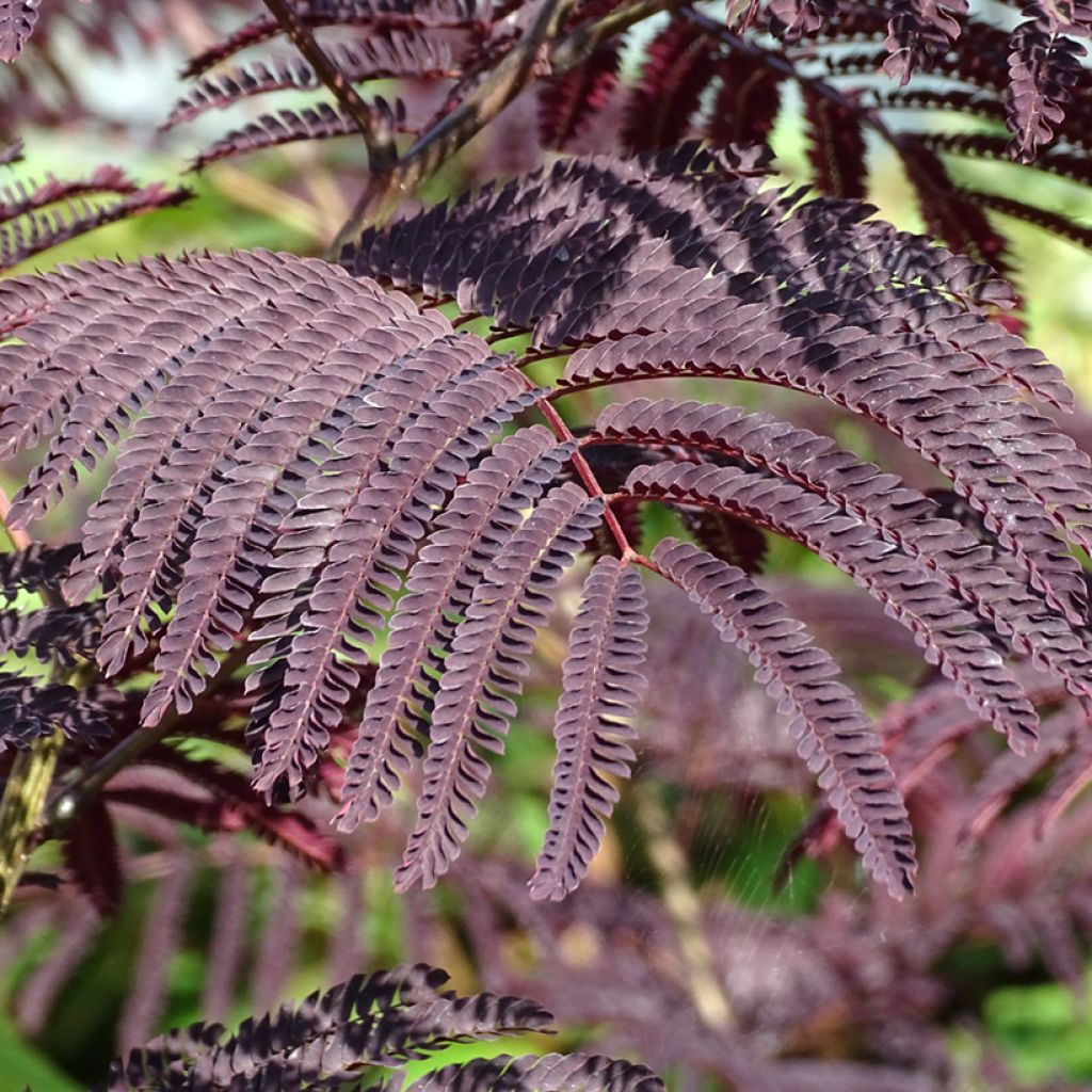 Albizia julibrissin Summer chocolate, arbre de soie