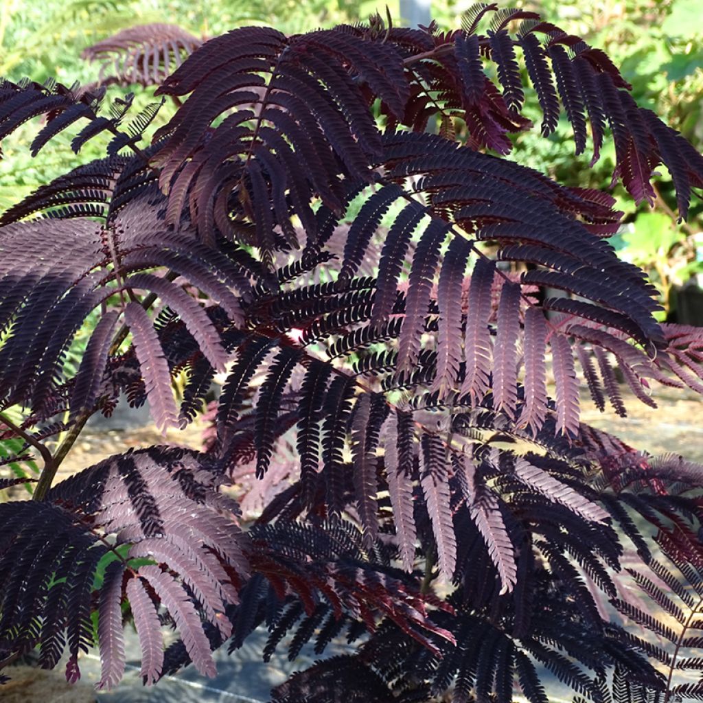 Albizia julibrissin Summer chocolate, arbre de soie