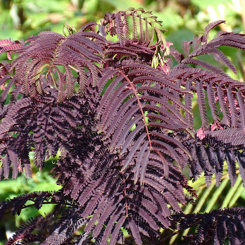 Albizia julibrissin Summer chocolate, arbre de soie