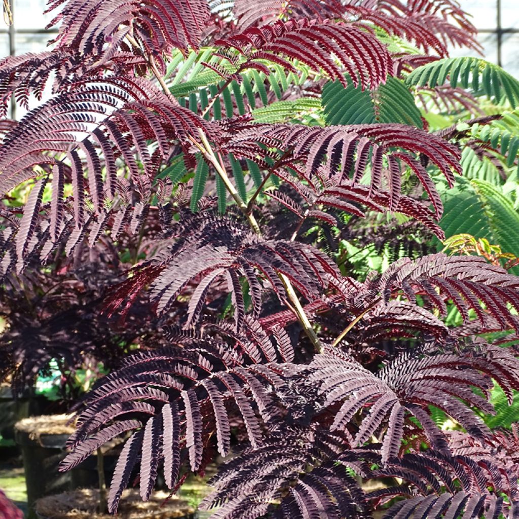 Albizia julibrissin Summer chocolate, arbre de soie