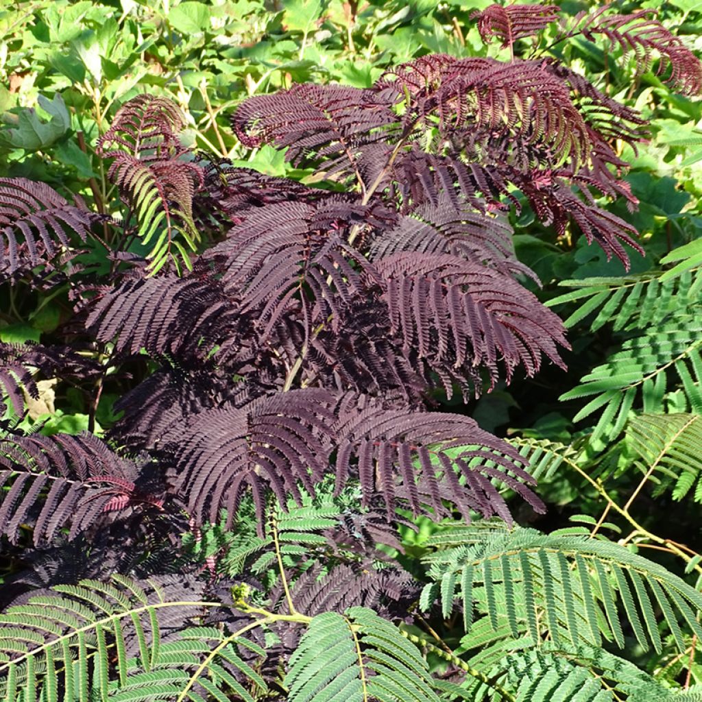 Albizia julibrissin Summer chocolate, arbre de soie