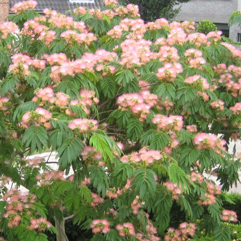 Albizia julibrissin Tropical Dream